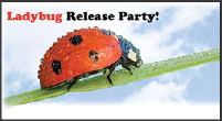 lady-bug-release-party